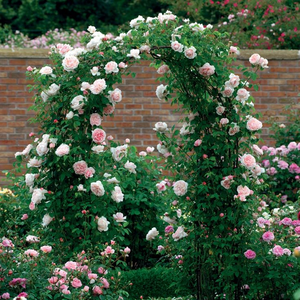 Светло розово - Английски рози